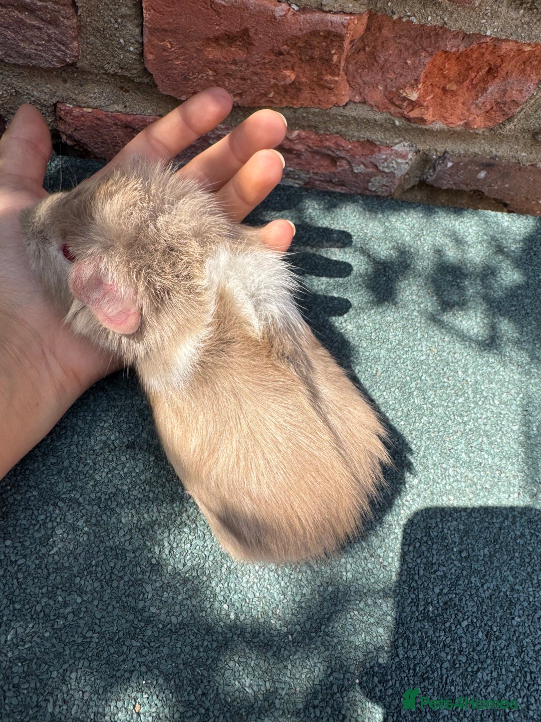 Guinea Pig rodents for sale: Guinea Pigs  - Image 14