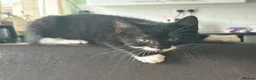 Domestic Shorthair cats for sale: Beautiful kittens for sale  - Advert 1