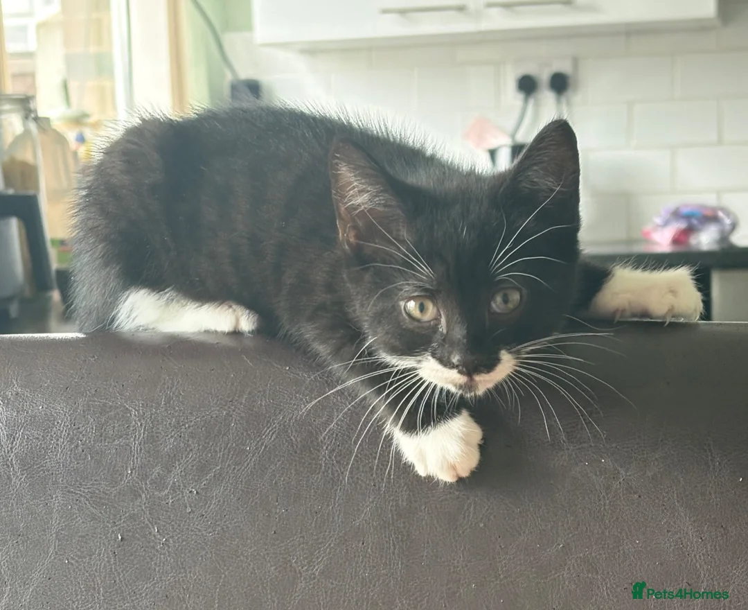 Domestic Shorthair cats for sale: Beautiful kittens for sale  - Advert 1