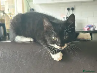 Domestic Shorthair cats Beautiful kittens for sale - Advert 1