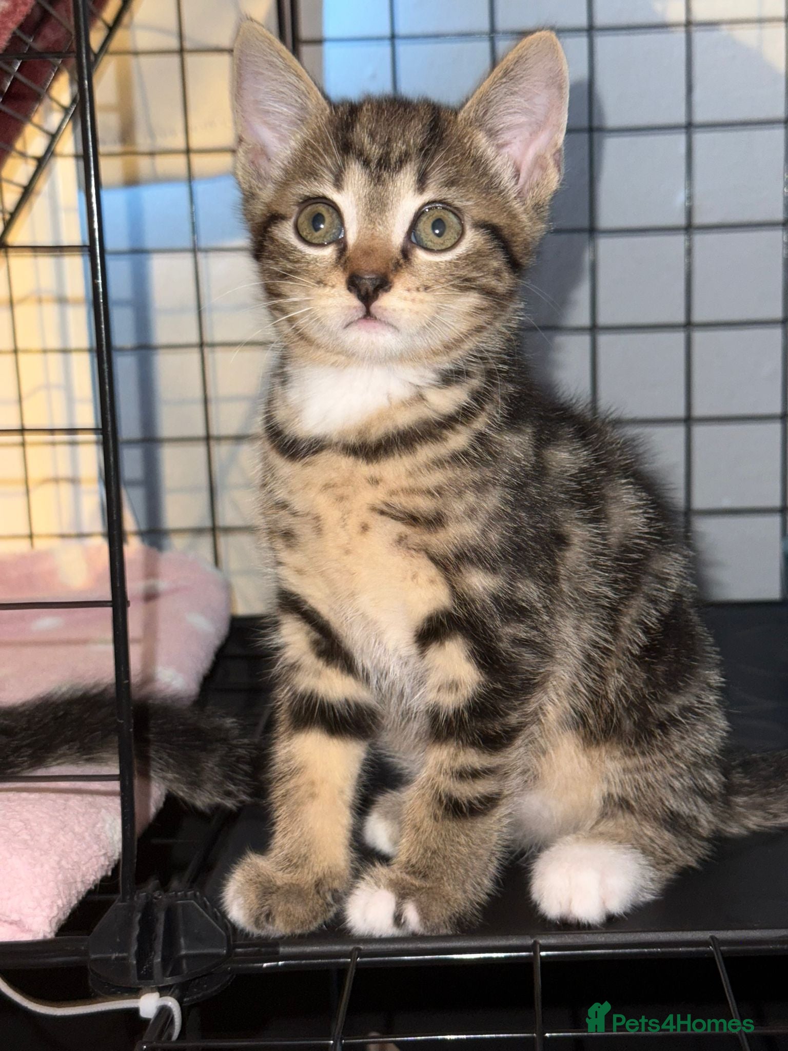 Domestic Shorthair cats 3 beautiful tabby kittens - Advert 6