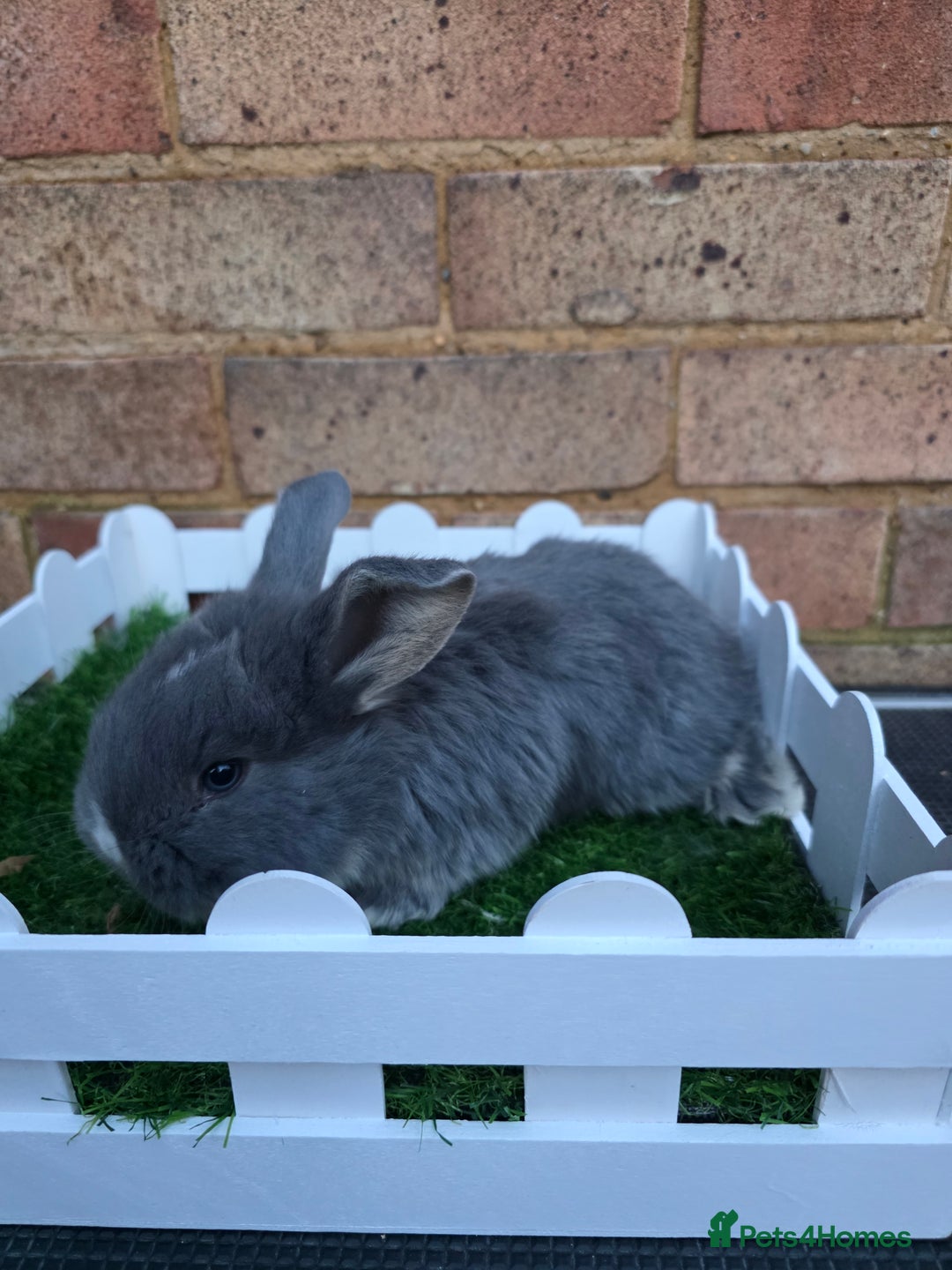 French Lop rabbits for sale: Pure bred French lops - Advert 3