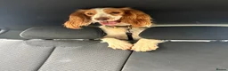 Cocker Spaniel dogs for sale: Dottie the cocker spaniel  - Advert 4