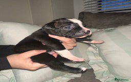 Mixed Breed dogs for sale: Olde English Bulldogge/Staffy bull Collie mix - Image 12