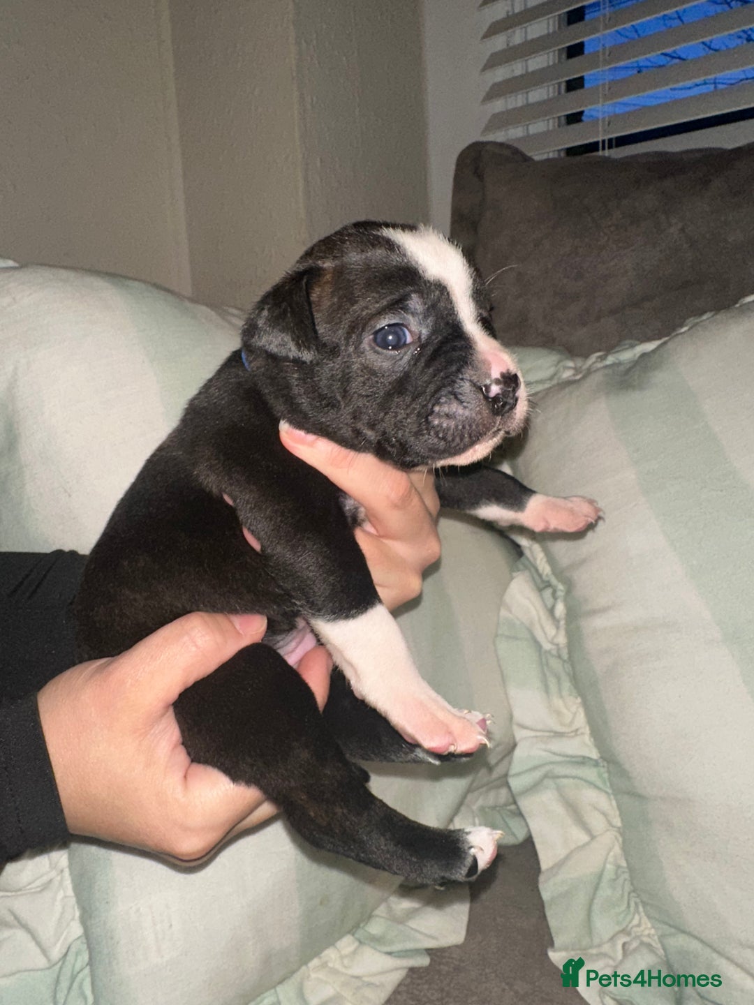 Mixed Breed dogs for sale: Olde English Bulldogge/Staffy bull Collie mix - Image 12