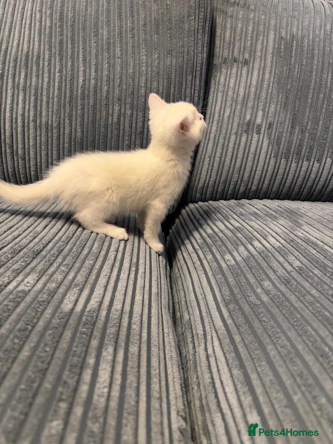 Mixed Breed cats for sale: Adorable Kittens for Sale - Advert 6