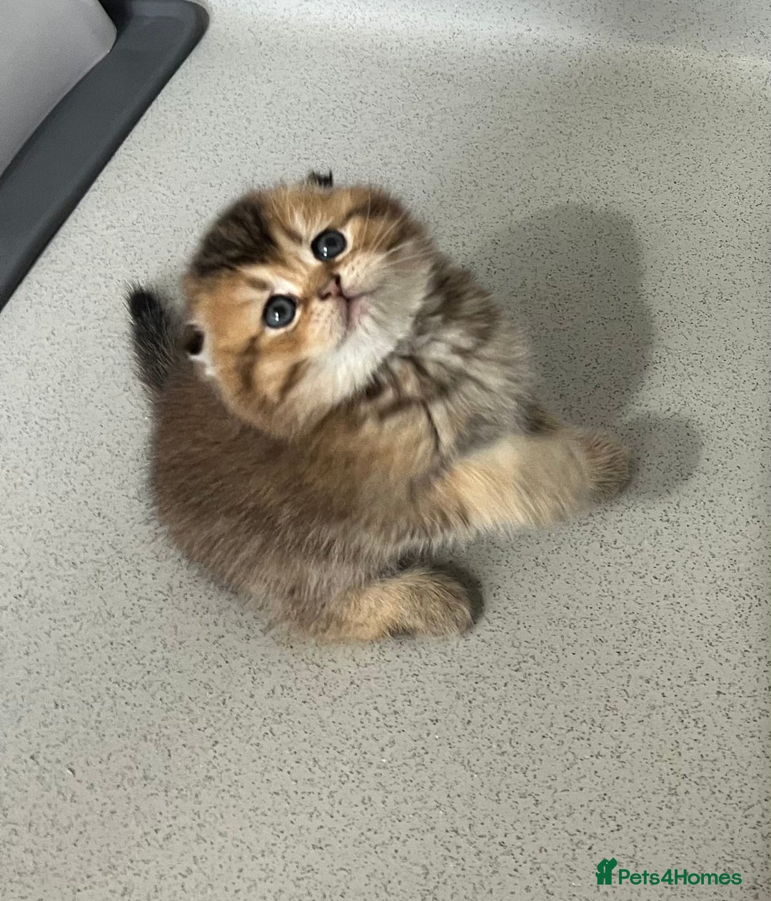 Scottish Fold cats for sale: Pure breed Pedigree SF kittens  - Advert 12