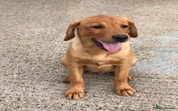 Labrador Retriever dogs for sale: 1 FOXRED LABRADOR PUPPY 5* Licensed breeder - Image 5
