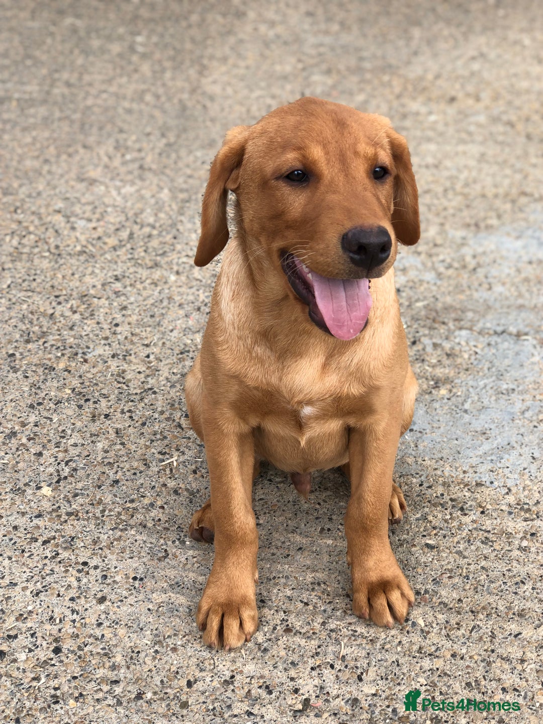 Labrador Retriever dogs for sale: 1 FOXRED LABRADOR PUPPY 5* Licensed breeder - Image 5