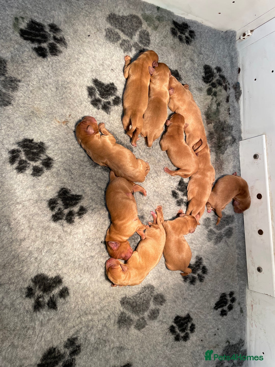 Labrador Retriever dogs for sale: Fox Red Labrador Pups For Sale - Advert 6