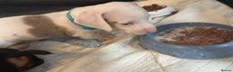 Dachshund dogs for sale: Pink and white albino chocolate dapple dachshund  - Advert 4