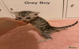 Bengal cats for sale: Pure Bengal Kittens Available  - Image 6