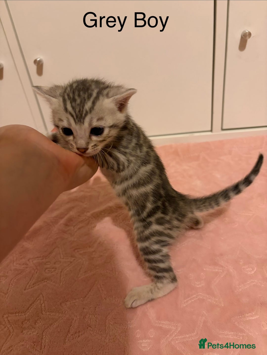 Bengal cats for sale: Pure Bengal Kittens Available  - Image 6