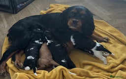 Cavalier King Charles Spaniel dogs for sale: KC REG Trio- Cavalier King Charles  - Image 3
