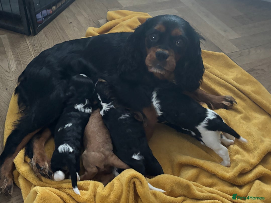 Cavalier King Charles Spaniel dogs for sale: KC REG Trio- Cavalier King Charles  - Image 3
