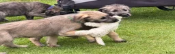 Irish Wolfhound dogs for sale: Irish wolfhound puppies for sale - Advert 10