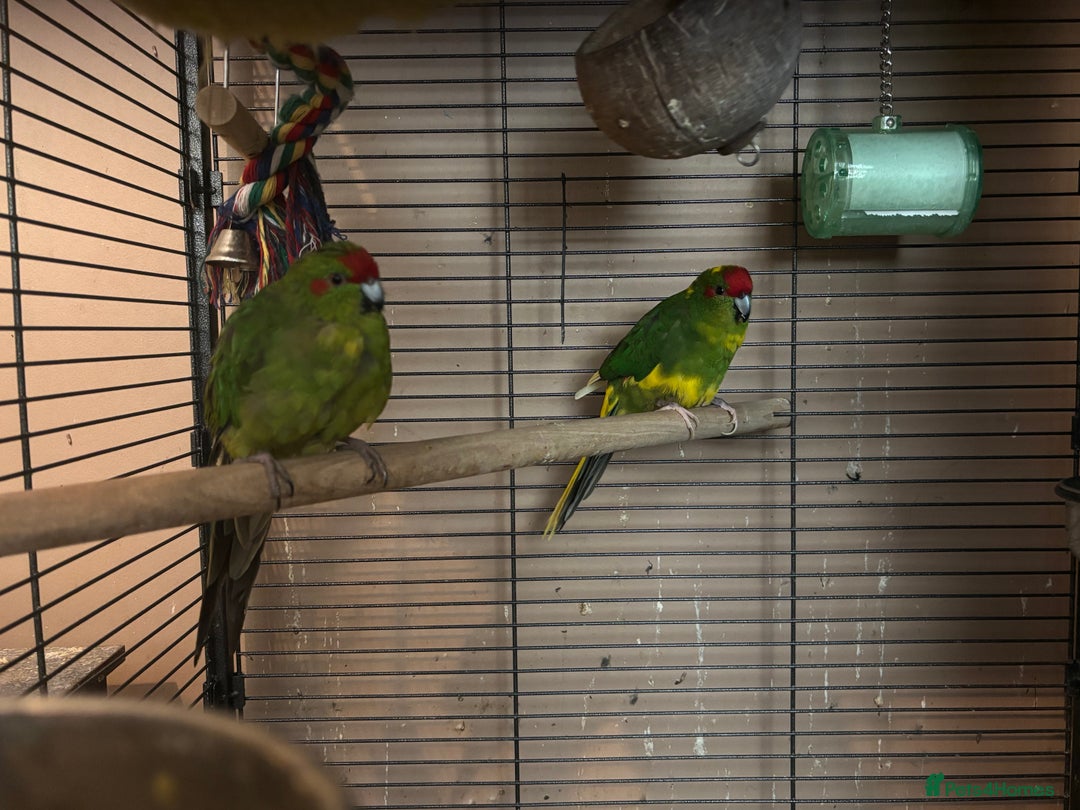Cockatiels birds for sale: Eight birds for sale and 3 large cages £810 - Image 18