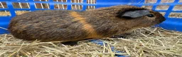 Guinea Pig rodents for sale: Guinea pigs for sale - Advert 3