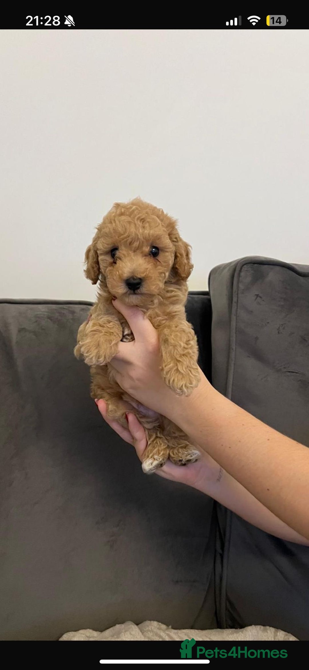 Poochon dogs for sale: STUNNING POOCHON - Image 18