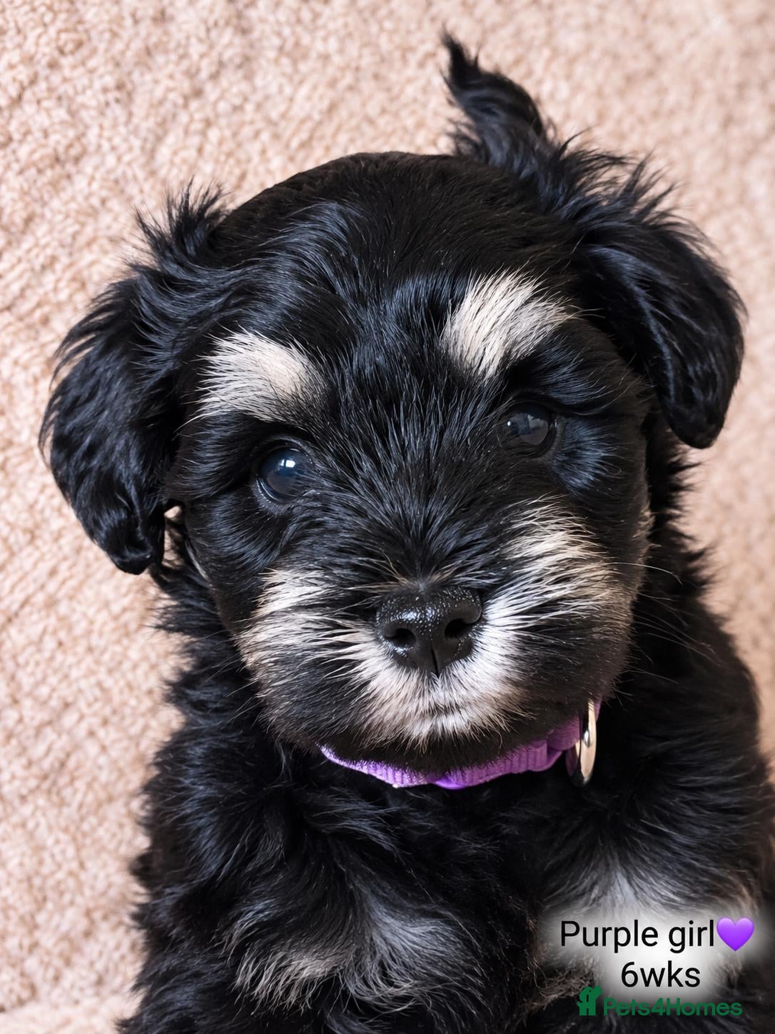 Miniature Schnauzer dogs Stunning black and silver Miniature Schnauzer Pups - Advert 2