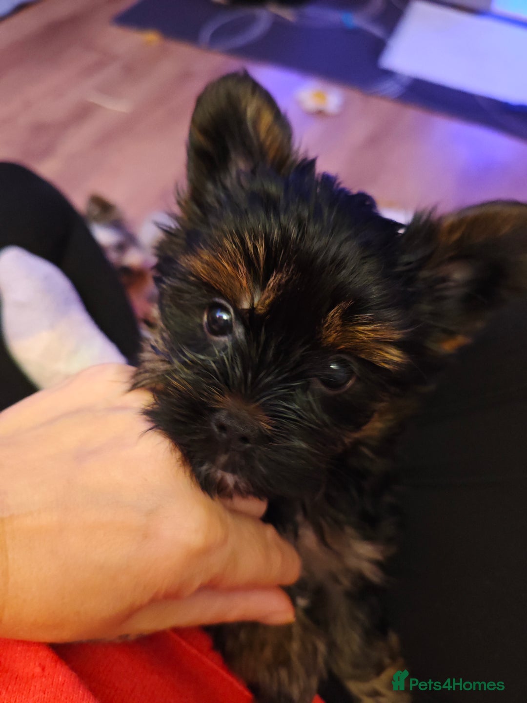 Yorkshire Terrier dogs for sale: Beautiful Yorkshire Terrier Girl - Advert 5