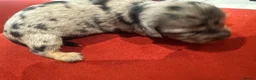 Miniature Dachshund dogs for sale: 7 gorgeous  dapple & isabella grey mini dachsunds  - Advert 2
