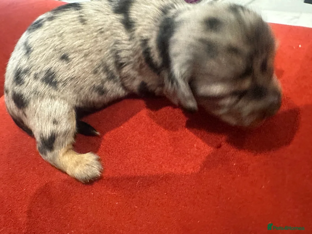 Miniature Dachshund dogs for sale: 7 gorgeous  dapple & isabella grey mini dachsunds  - Advert 2