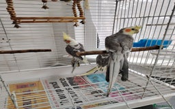 Cockatiels birds for sale: lovely cockatiels - Image 3