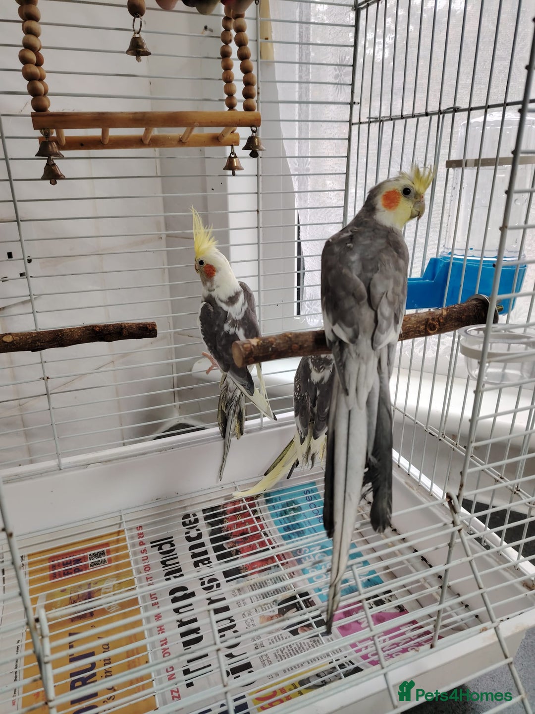 Cockatiels birds for sale: lovely cockatiels - Image 3