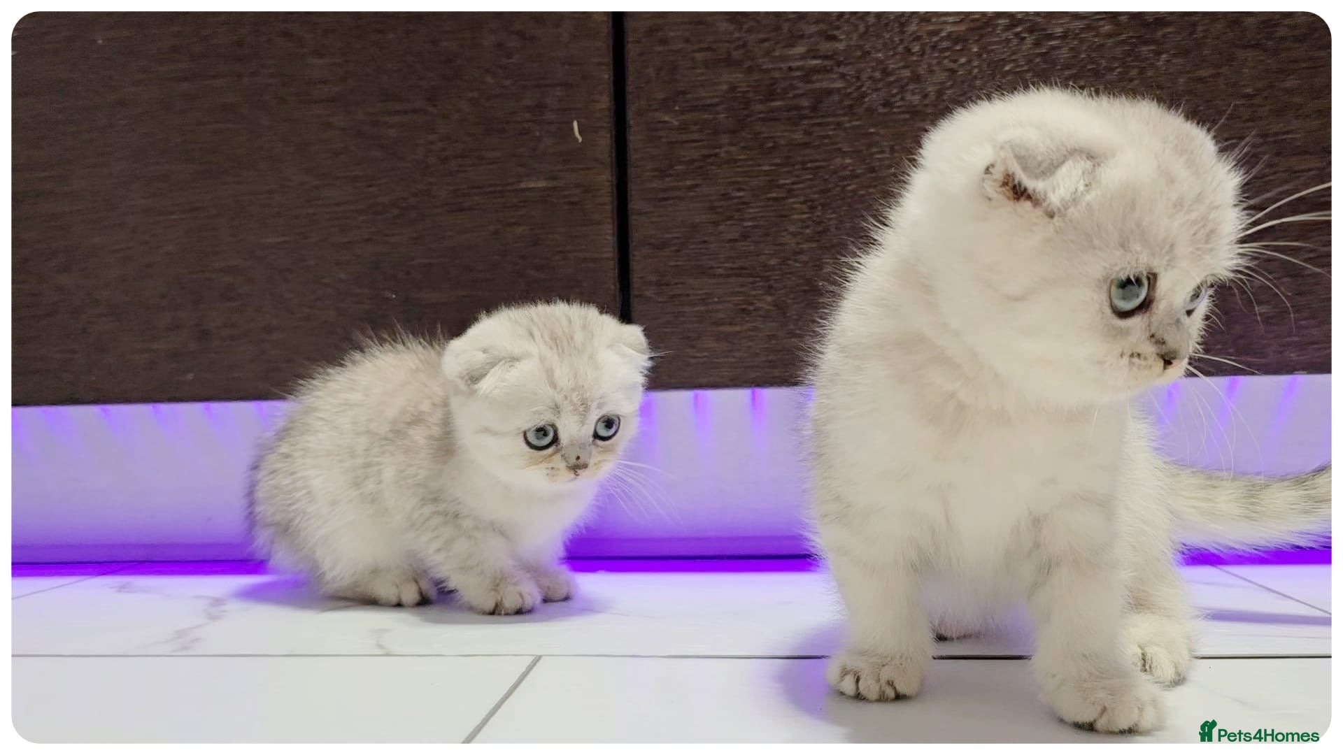 Scottish Fold cats Scottish Fold kittens - Advert 1