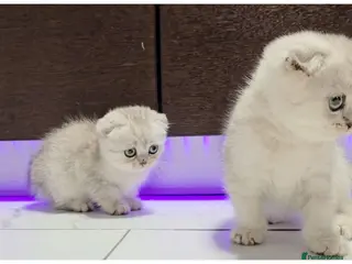 Scottish Fold cats Scottish Fold kittens - Advert 1
