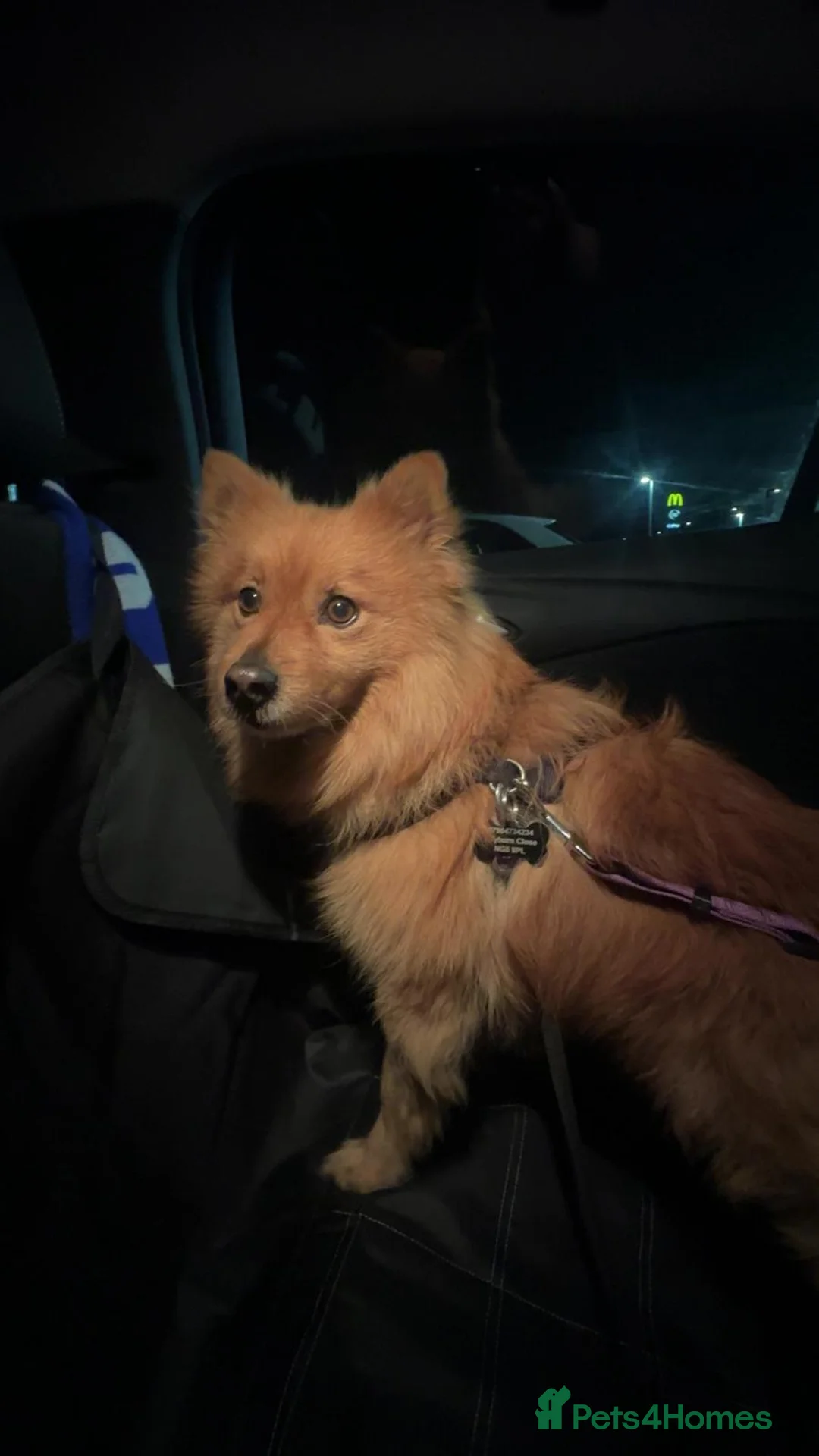 Mixed Breed dogs for adoption: 💙 DEXTER💙: active, playful Pomeranian Cross - Advert 9