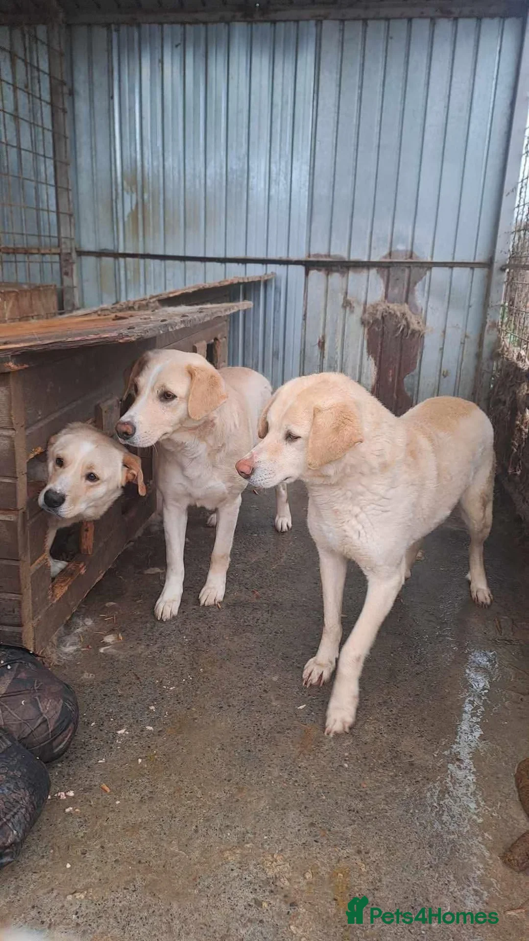 Golden Retriever dogs for adoption: Ralph - Norwich Norfolk  - Advert 19