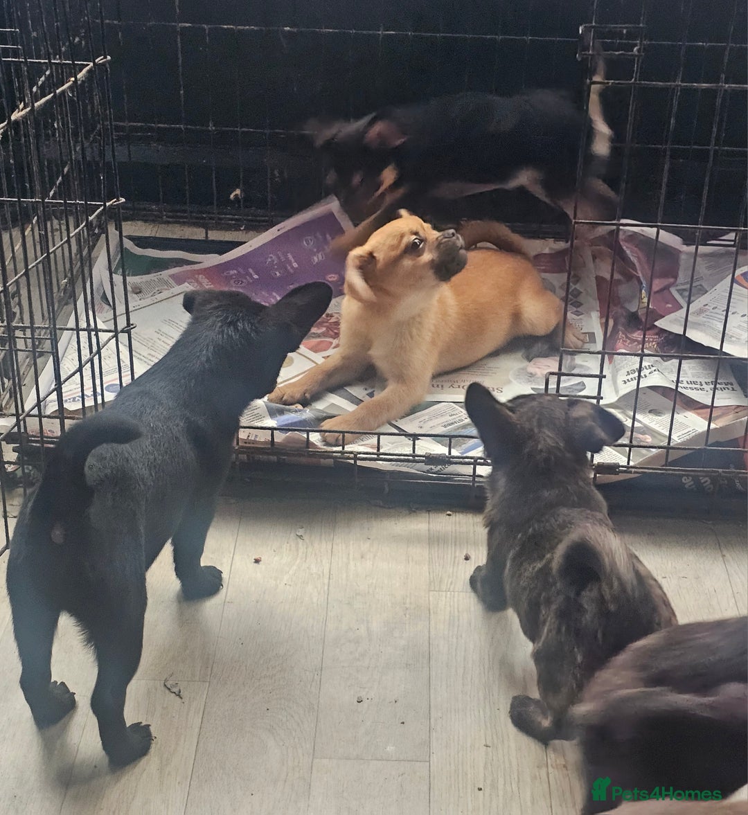 French Bulldog dogs for sale: ❤️⭐️  Adorable Frenchie poms ❤️⭐️ ONLY 3 LEFT ⭐️ - Advert 9