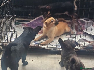 French Bulldog dogs ❤️⭐️ Adorable Frenchie poms ❤️⭐️ ONLY 3 LEFT ⭐️ - Advert 10