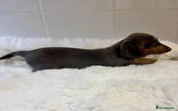 Miniature Dachshund dogs for sale: 2 stunning miniature dachshund puppy’s  - Image 17