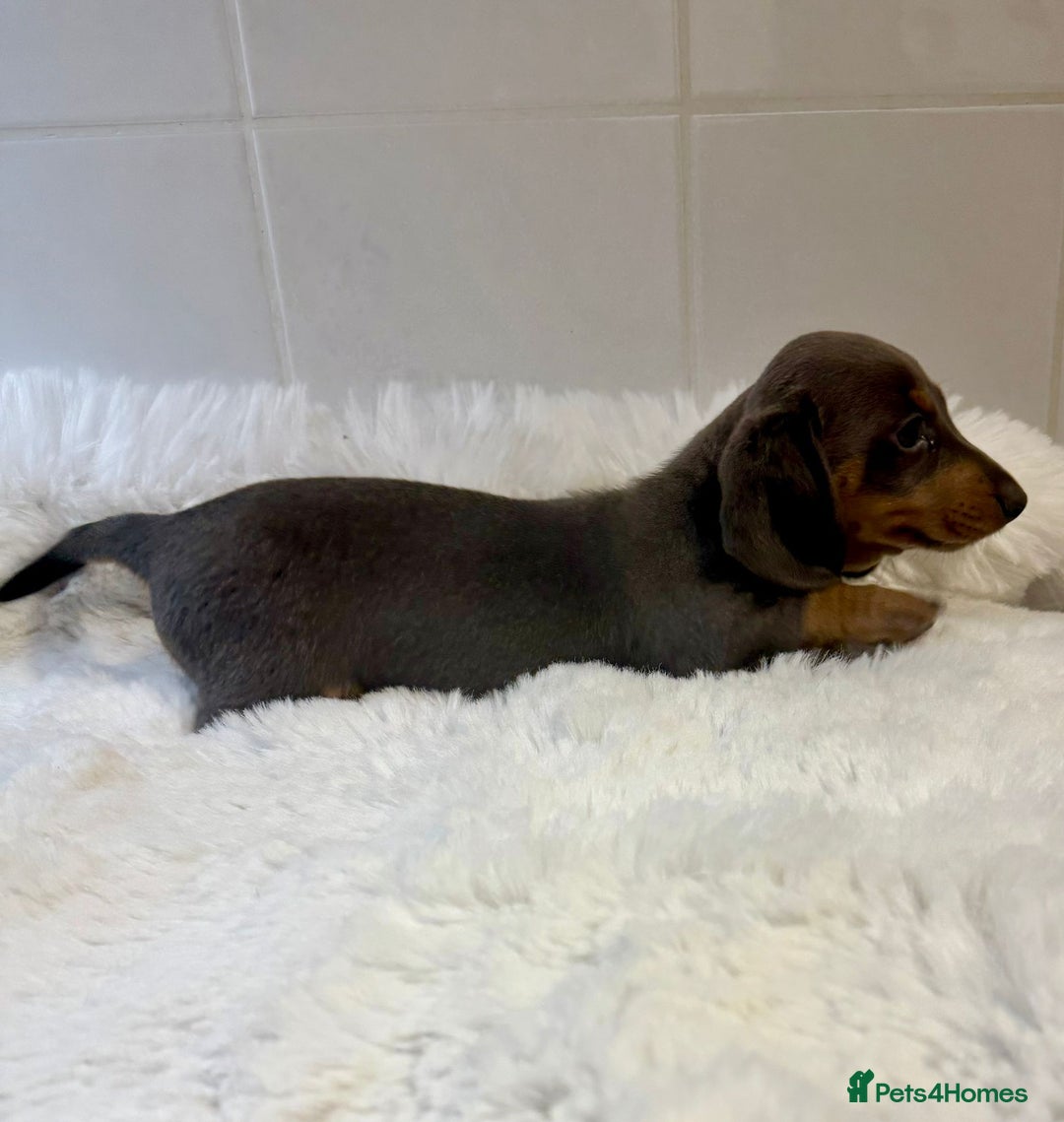 Miniature Dachshund dogs for sale: 2 stunning miniature dachshund puppy’s  - Image 17