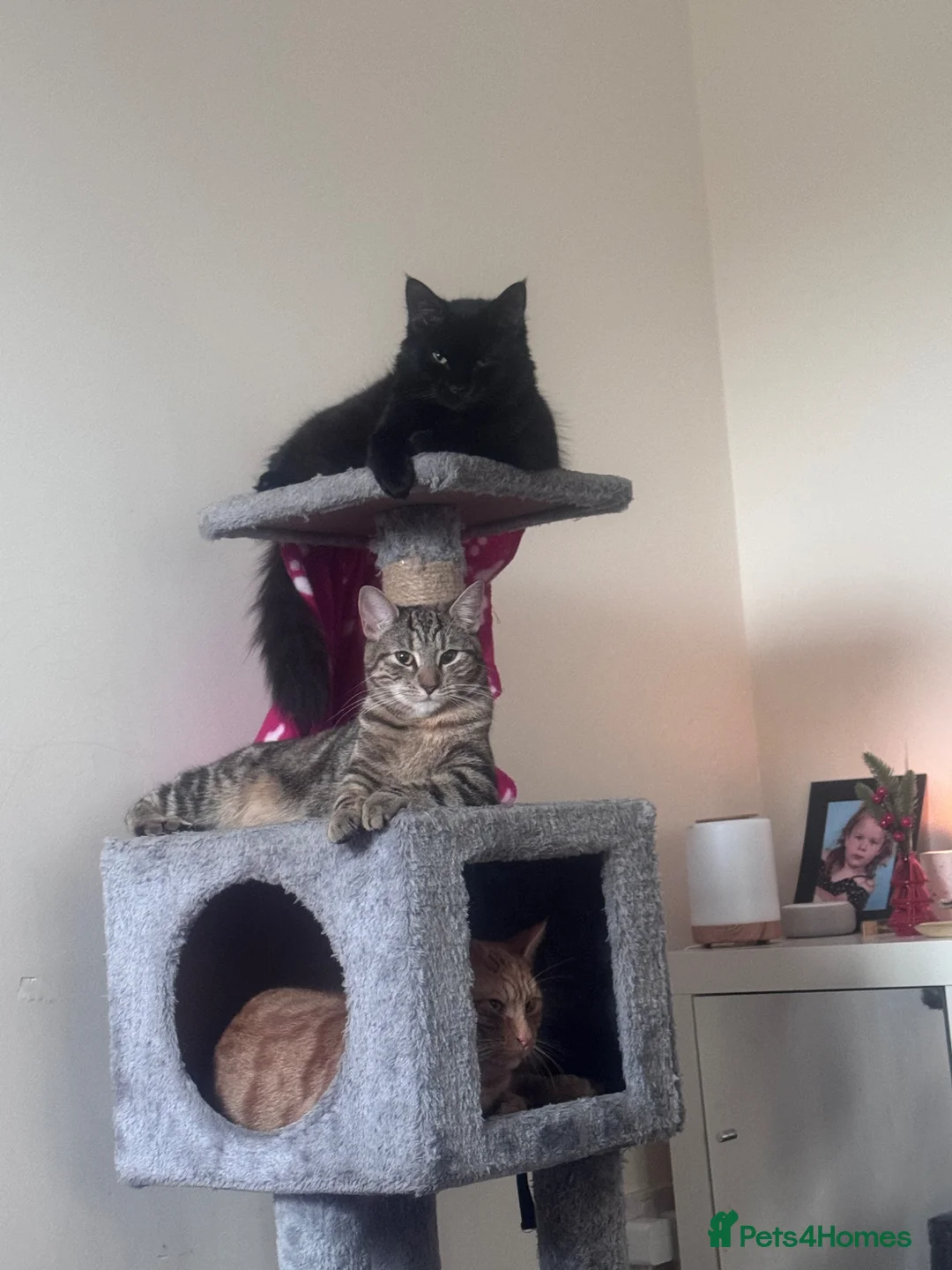 Mixed Breed cats for sale: Mango, fluffy and willow - Advert 1