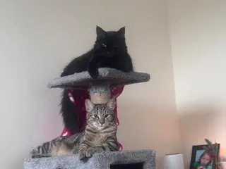 Mixed Breed cats Mango, fluffy and willow - Advert 5