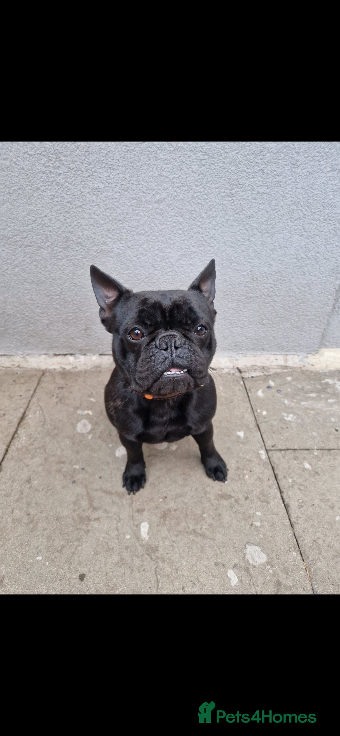 French Bulldog dogs for sale: Beautiful example of a French Bulldog - Advert 5