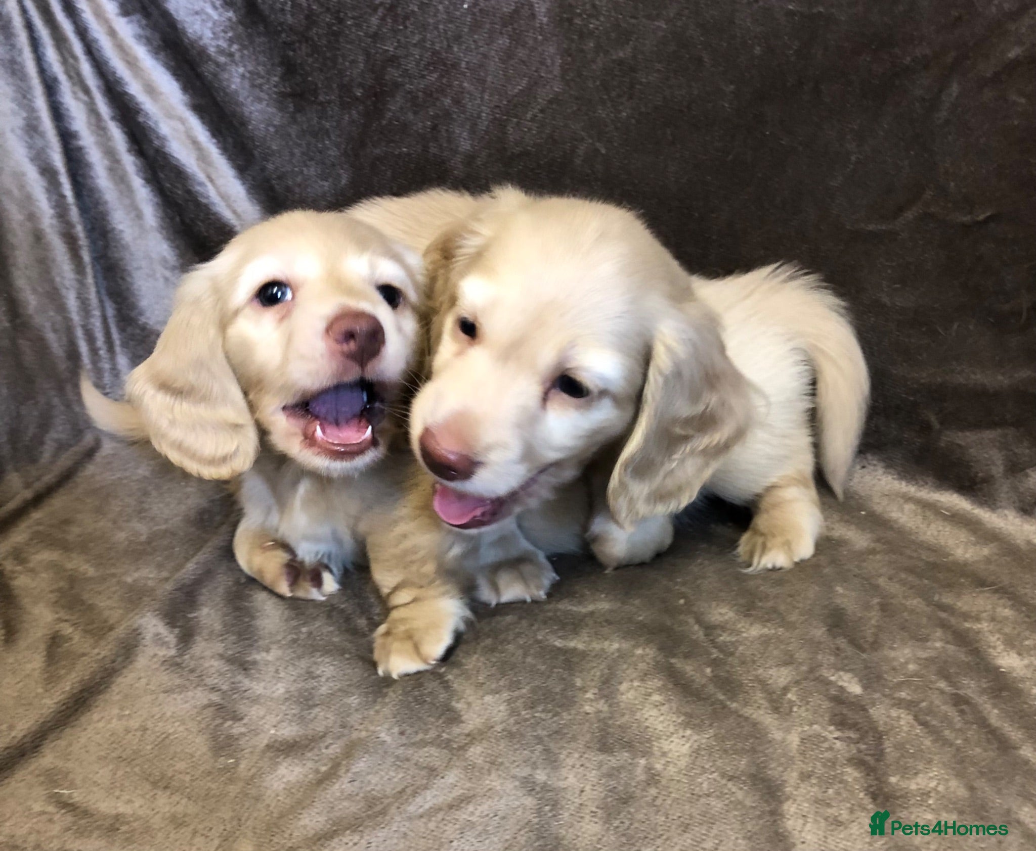 Miniature Dachshund dogs Miniature Longhaired cream dachshund  puppies - Advert 1