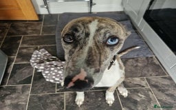 Mixed Breed dogs for sale: 4 year old Male Lurcher cross Collie Greyhound - Image 6