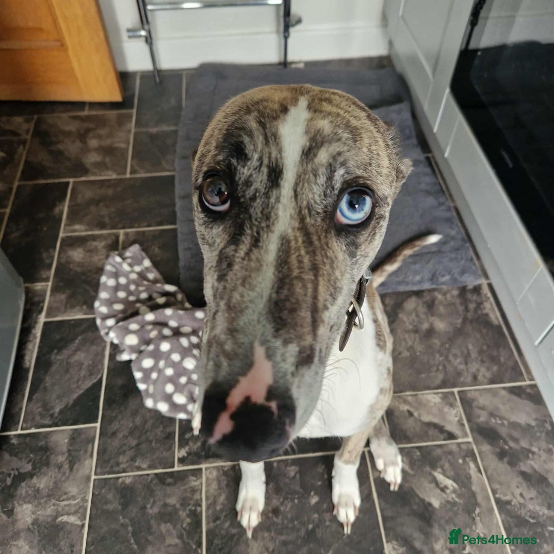 Mixed Breed dogs for sale: 4 year old Male Lurcher cross Collie Greyhound - Image 6