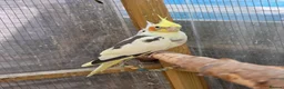Cockatiels birds for sale: Beautiful Young Cockatiels Ready for Loving Homes - Advert 13