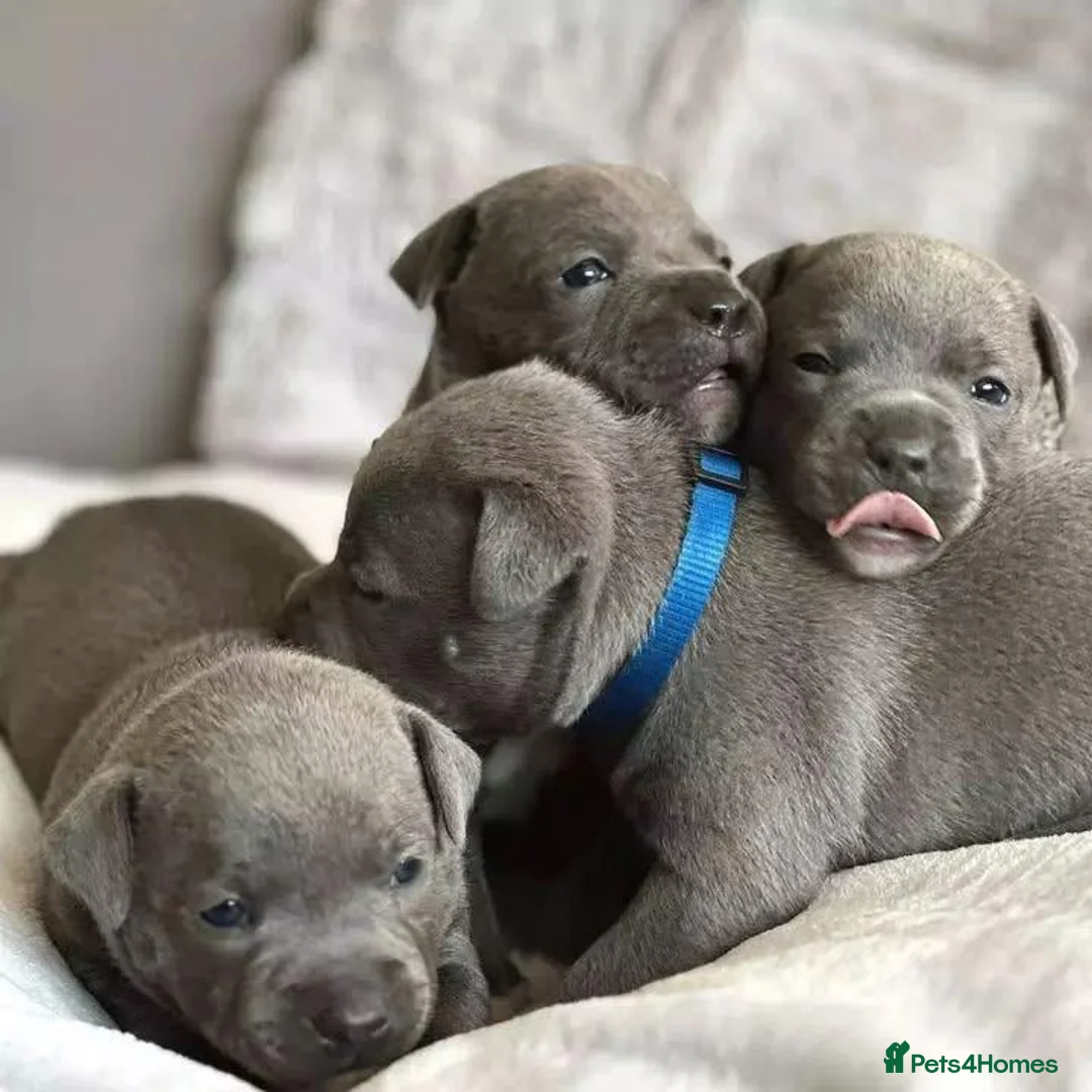 Staffordshire Bull Terrier dogs for sale: Stunning blue staffie pups  - Advert 4