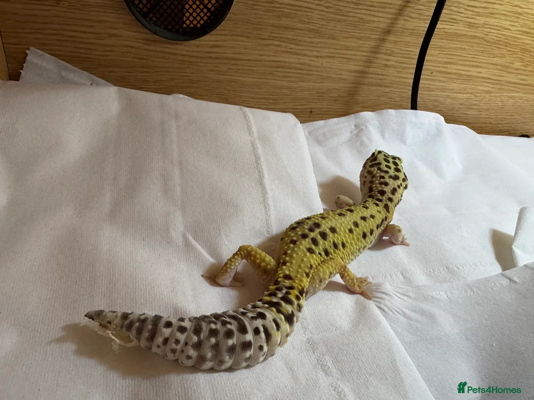 Leopard Gecko reptiles for sale: Beloved leopard gecko for sale - ASAP - Advert 2