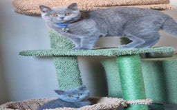 British Shorthair cats for sale: GCCF active mum and daughter blue BSH - Image 28
