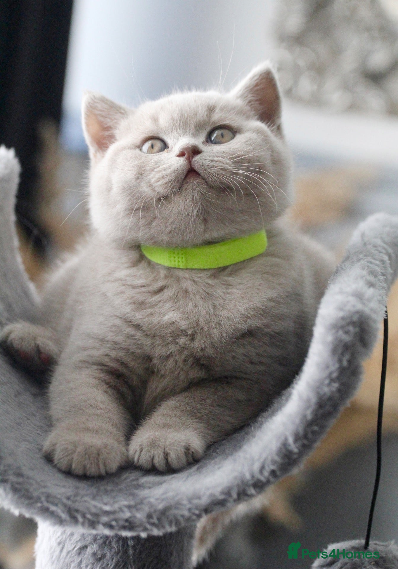 British Shorthair cats GCCF British Shorthair Kittens  - Advert 13