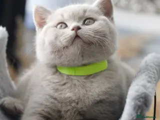 British Shorthair cats GCCF British Shorthair Kittens - Advert 13