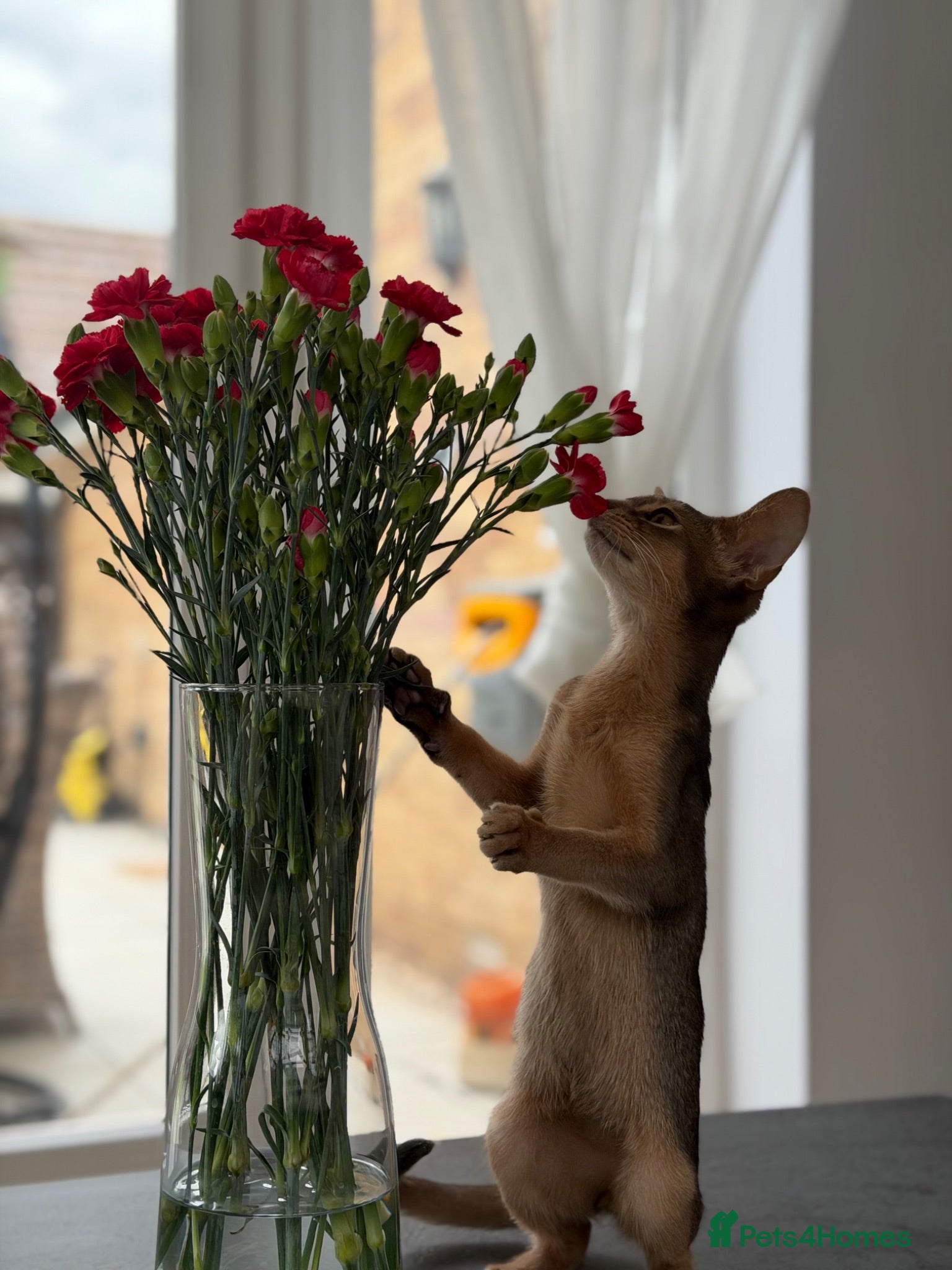 Abyssinian cats     Gorgeous kittens from champion parents 😽 - Advert 8